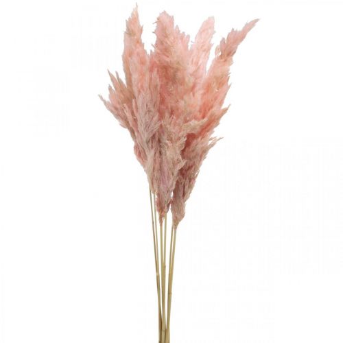 Erva dos pampas seca rosa floricultura seca 65-75cm 6pcs em cacho
