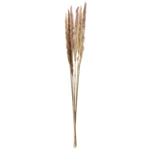Itens Decoração Capim Pampas Seco Natural Decoração Seca 70cm 6 Pcs