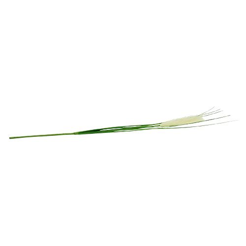 Floristik24 Folhagem de grama dos pampas verde creme H100cm