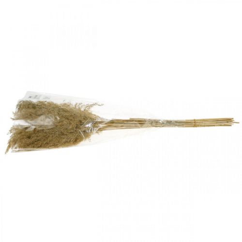 Floristik24 Grama dos pampas seca decoração natural seca 65 cm 20 peças em um pacote