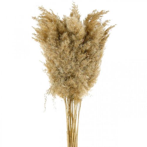 Floristik24 Grama dos pampas seca decoração natural seca 65 cm 20 peças em um pacote