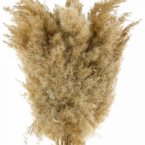 Floristik24 Grama dos pampas seca decoração natural seca 65 cm 20 peças em um pacote