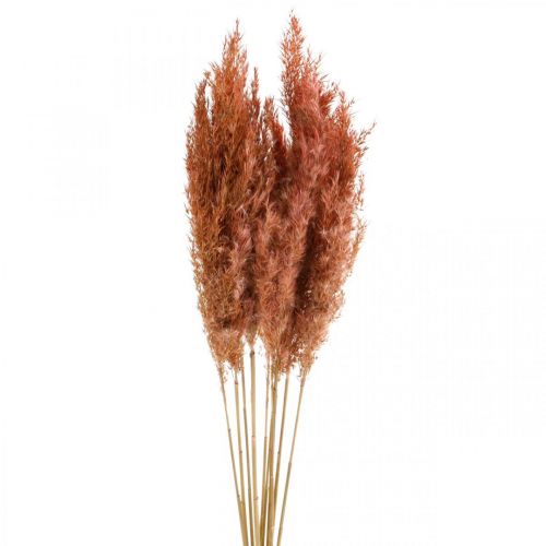 Floristik24 Grama dos pampas seca rosa floricultura seca cacho de 75 cm com 10 unidades