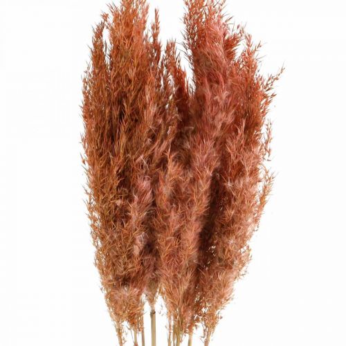 Floristik24 Grama dos pampas seca rosa floricultura seca cacho de 75 cm com 10 unidades