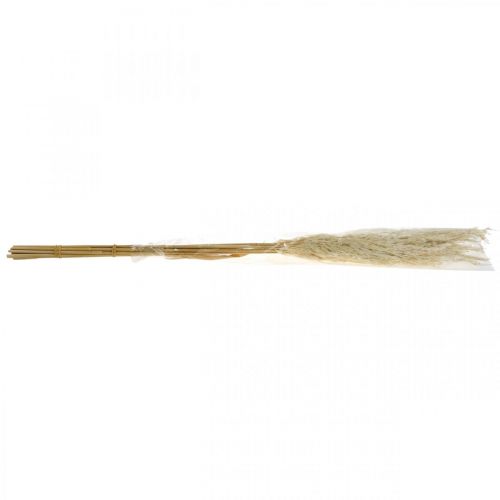 Floristik24 Grama de pampa seca branqueada 75 cm para buquê seco Pacote de 10