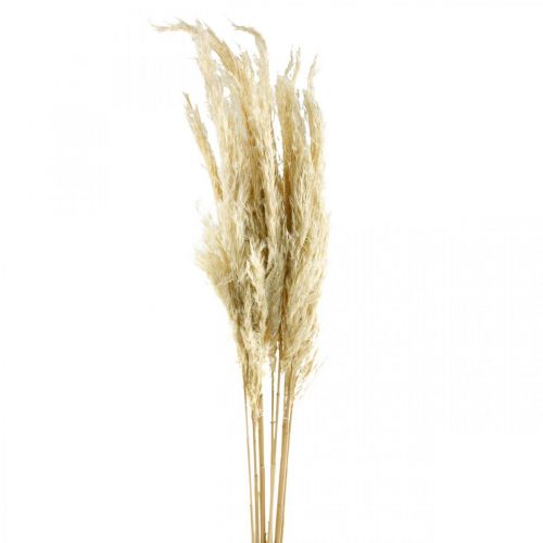 Floristik24 Grama de pampa seca branqueada 75 cm para buquê seco Pacote de 10
