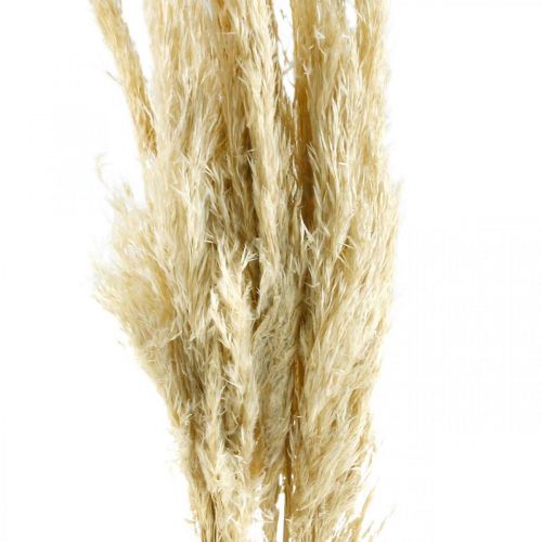 Floristik24 Grama de pampa seca branqueada 75 cm para buquê seco Pacote de 10