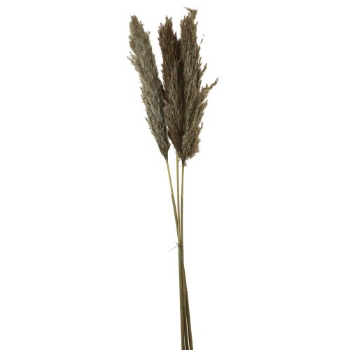Floristik24 Grama de pampa seca decorativa grama seca natural 95 cm 3 unidades