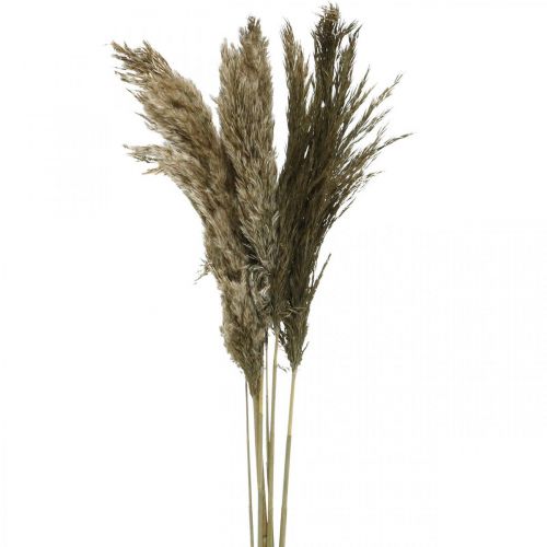 Floristik24 Grama dos pampas seca natural grama seca 70-75 cm 6 peças