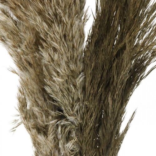Floristik24 Ramo de grama seca natural seca de grama dos pampas 70-75cm 6 un
