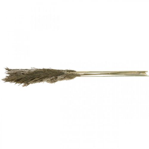 Floristik24 Ramo de grama seca natural seca de grama dos pampas 70-75cm 6 un