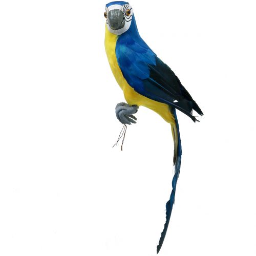 Floristik24 Papagaio decorativo azul 44cm