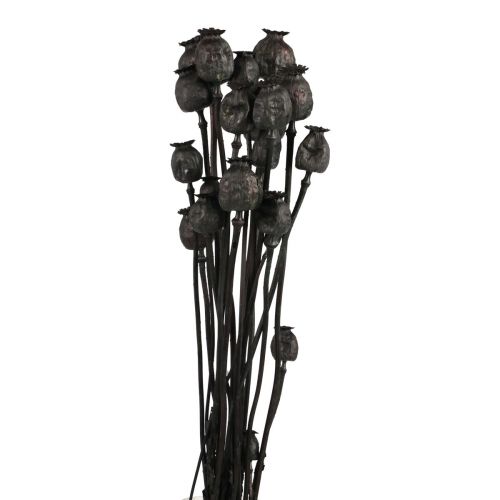 Cápsulas de flores secas de papoula secas Black Papaver 80g