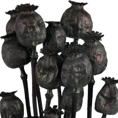 Floristik24 Cápsulas de flores secas de papoula secas Black Papaver 80g