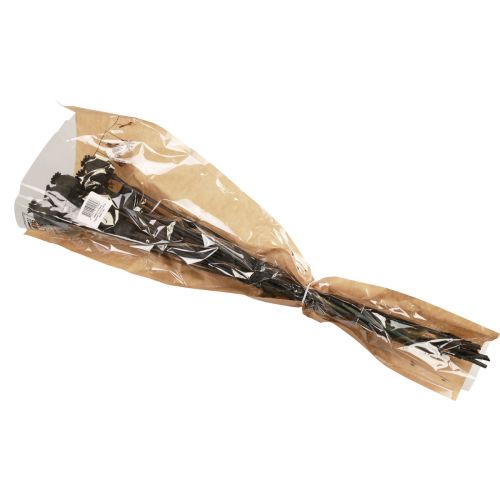Floristik24 Cápsulas de flores secas de papoula secas Black Papaver 80g