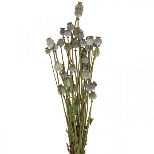 Floristik24 Cápsulas de sementes de papoila secas flores secas naturais papoula deco 90g