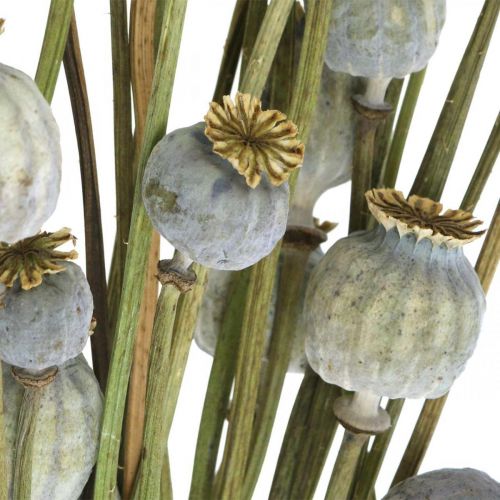 Floristik24 Cápsulas de sementes de papoila secas flores secas naturais papoula deco 90g