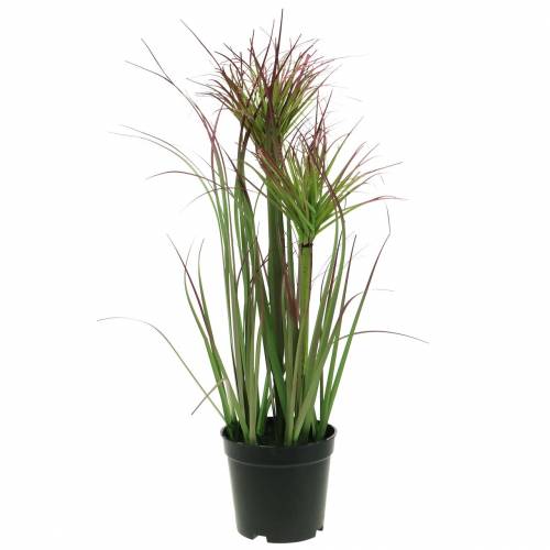 Floristik24 Sedge grass em um vaso artificial verde, vermelho roxo 45cm