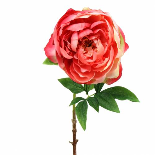 Floristik24 Peônia Rosa 59 cm