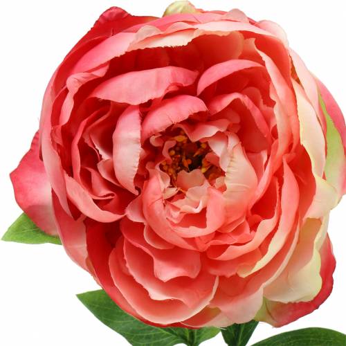 Floristik24 Peônia Rosa 59 cm