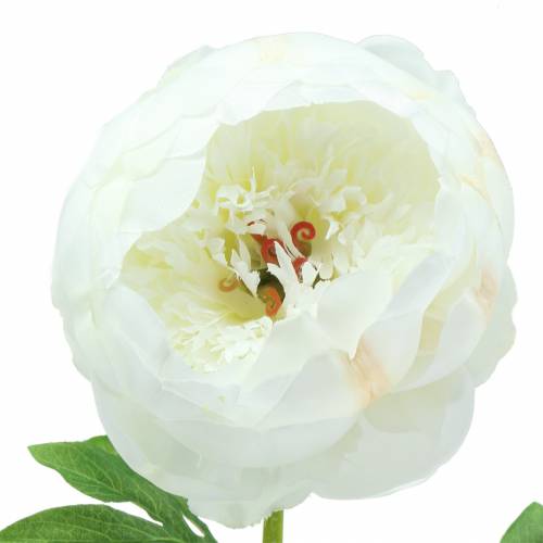Floristik24 Peônia branca 59cm