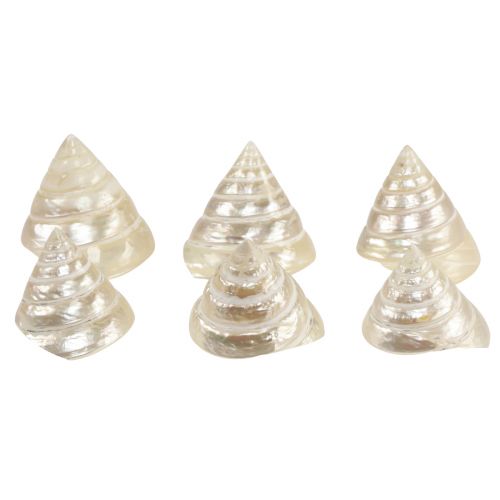 Floristik24 Decoração de caracol marinho giroscópio madrepérola 5-6 cm 6 peças