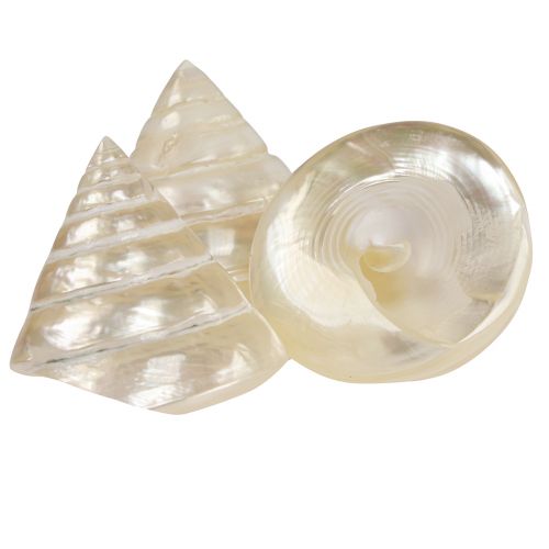 Itens Decoração de caracol marinho giroscópio madrepérola 5-6 cm 6 peças