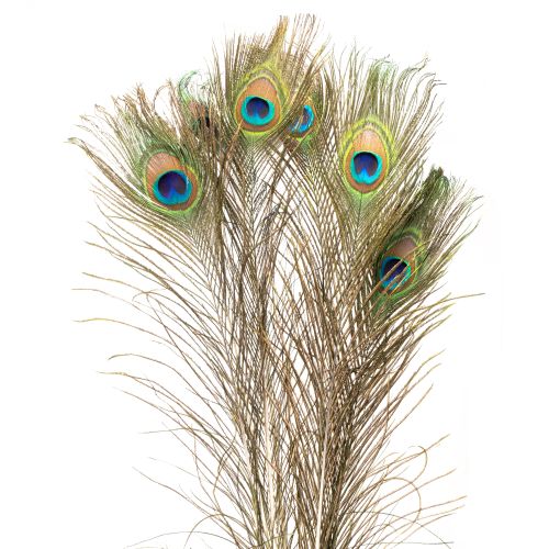 Floristik24 Decoração de penas de pavão, penas de pássaros reais, comprimento 75-85 cm, 8 peças