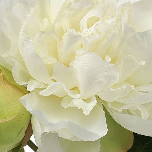Floristik24 Peônias com botão branco L30cm 2pçs