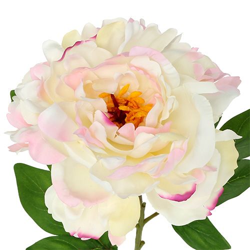 Floristik24 Peônia Creme-Rosa 78cm