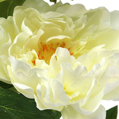 Floristik24 Peônia flores artificiais creme L70cm