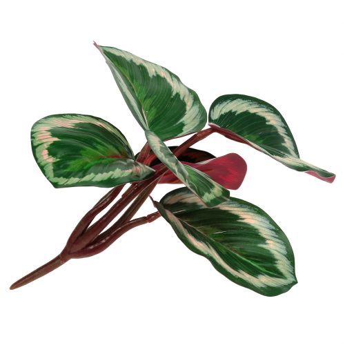 Floristik24 Planta Verde Tropical, Rosa 20cm
