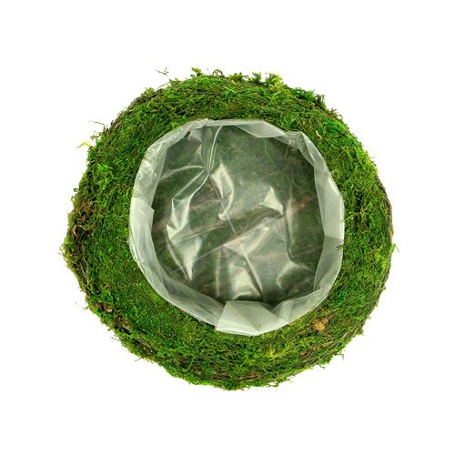 Floristik24 Planta tigela musgo ramos Ø20cm