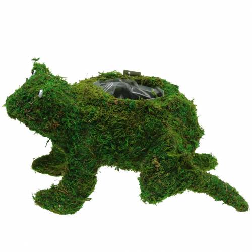 Floristik24 Sapo plantador com verde musgo 35 × 25cm Alt.21cm