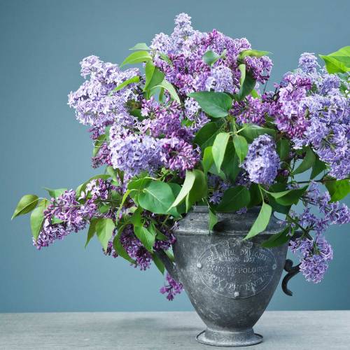 Floristik24 Jarro de plantador Vintage Ø20cm Alt.35cm