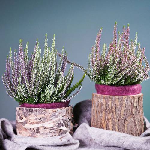 Itens Vaso de bétula redondo plantador Ø17/23cm 2pcs