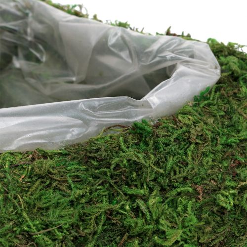 Floristik24 Planta coração musgo 28cm x 23cm