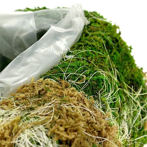 Floristik24 Planta coração musgo 30 cm x 20 cm 2 unidades