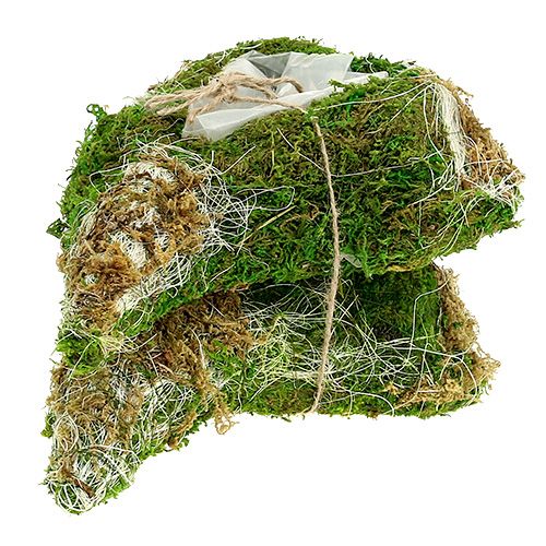 Floristik24 Planta coração musgo 30 cm x 20 cm 2 unidades