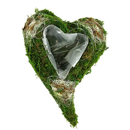 Floristik24 Planta musgo coração 35 cm x 25 cm