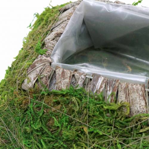 Floristik24 Almofada de planta musgo, casca 25cm × 25cm