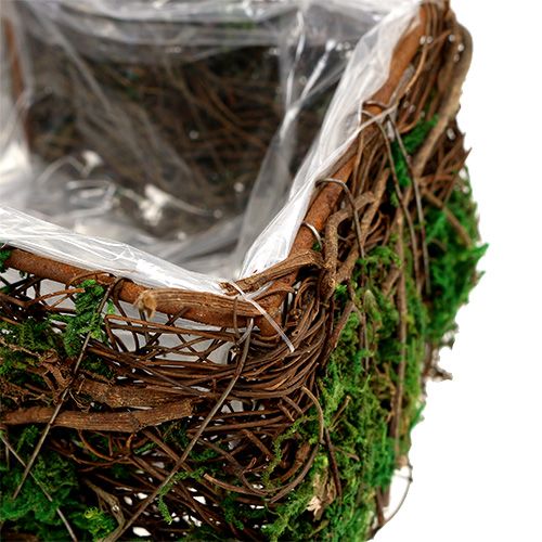 Floristik24 Conjunto de cruzamentos de plantação de 2 videiras, musgo