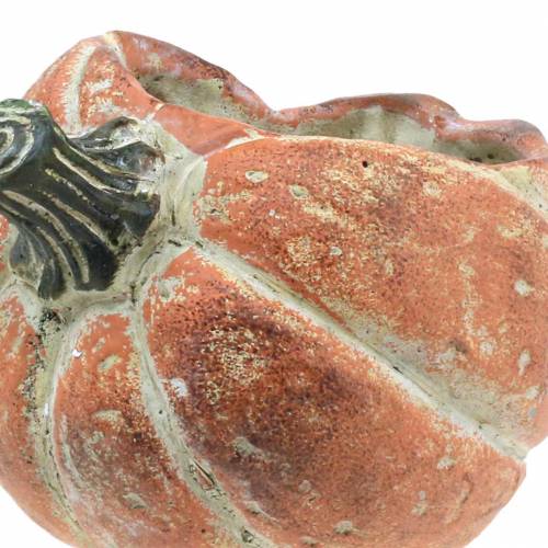 Floristik24 Abóbora para plantar Laranja 19×15×16cm