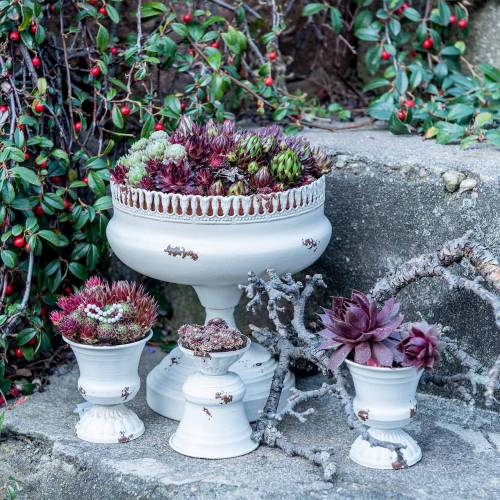 Floristik24 Copo Planta Cálice Creme Antigo Ø7,5cm Alt.9cm 1ud