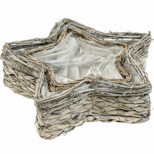 Itens Tigela de planta estrela, plantador de ervas marinhas Ø32/23,5cm conjunto de 2