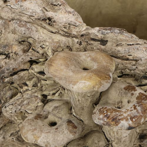 Itens Vaso de tronco de árvore em pedra fundida com cogumelos 36×18×12,5cm