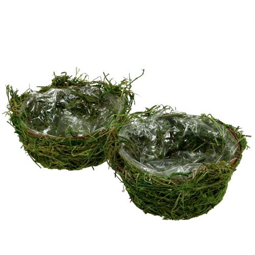 Floristik24 Tigela de plantador com musgo Ø16cm Alt.9cm - 10cm verde 3pcs