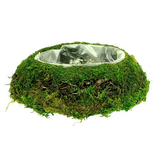 Floristik24 Vaso de musgo com videira Ø 25cm