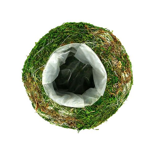Floristik24 Tigela de planta tigela de musgo Ø18cm 2pcs