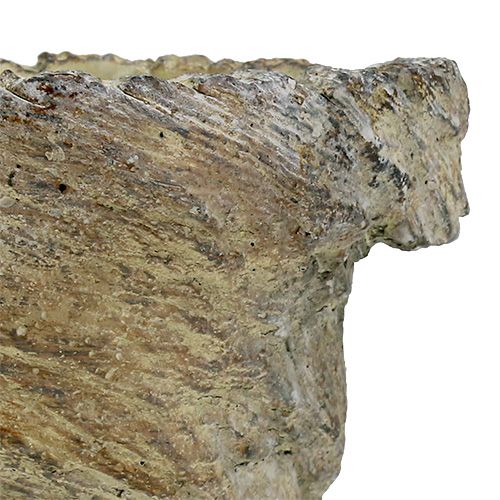 Floristik24 Vaso para plantas, tronco de árvore Ø11,5cm Alt.14cm 2 unidades